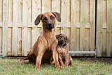 RODESIAN RIDGEBACK 224